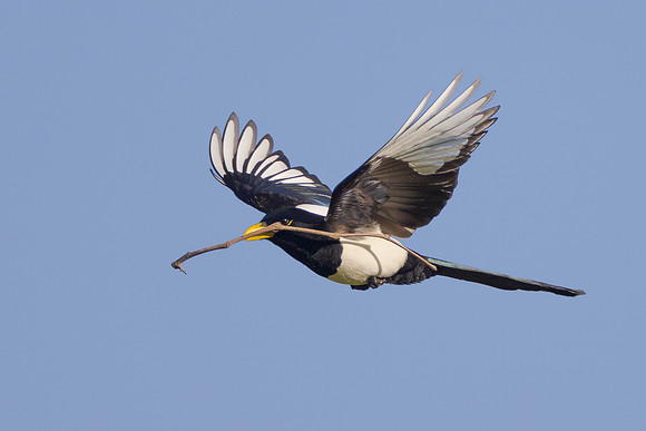 Yellow-billed Magpie