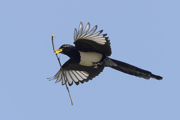 Yellow-billed Magpie