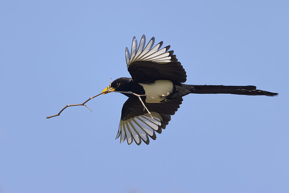 Yellow-billed Magpie
