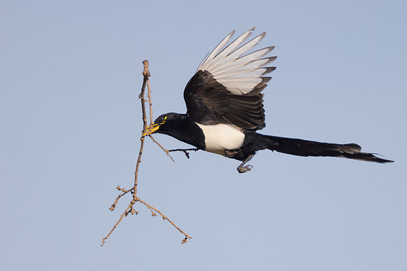 Yellow-billed Magpie