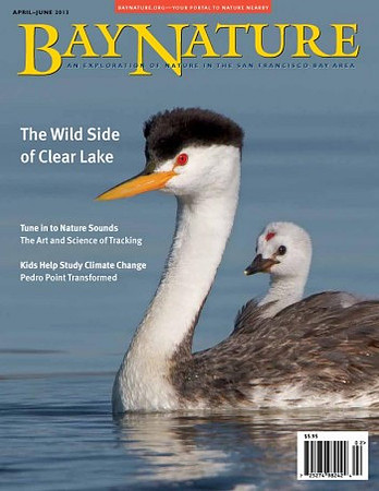 Bay Nature Magazine cover photo, April-June 2013 edition