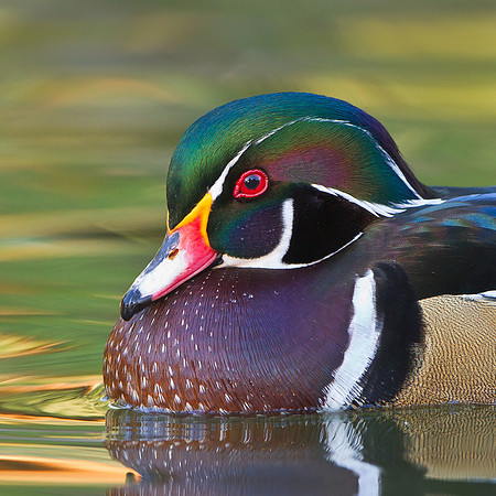Wood Duck, male