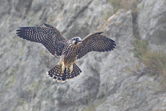 Peregrine Falcon, fledgling