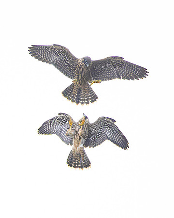 Peregrine Falcons, playful fledglings
