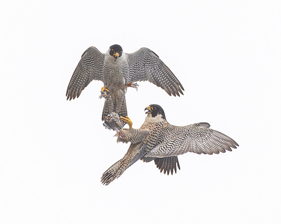 Peregrine Falcons, food exchange