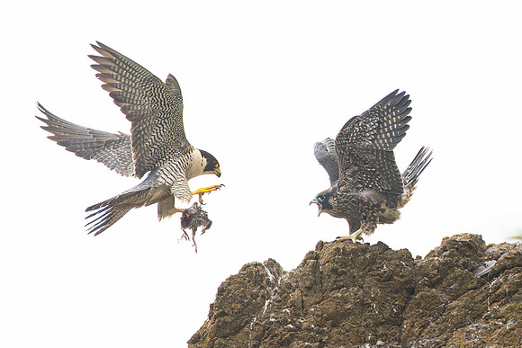Peregrine Falcons, parent delivering food to fledgling