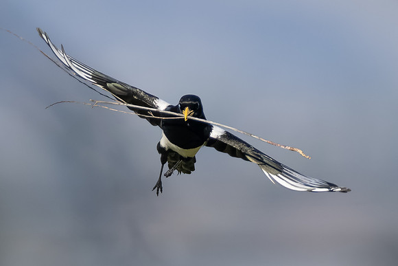 Yellow-billed Magpie
