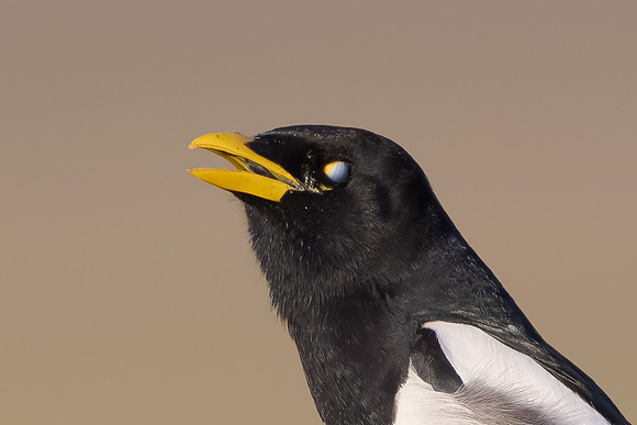 Yellow-billed Magpie