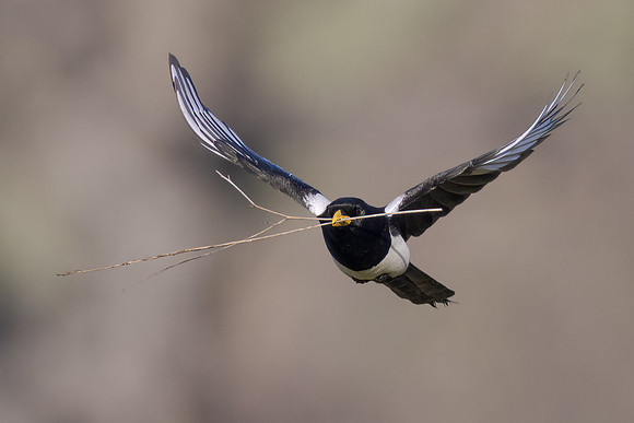 Yellow-billed Magpie