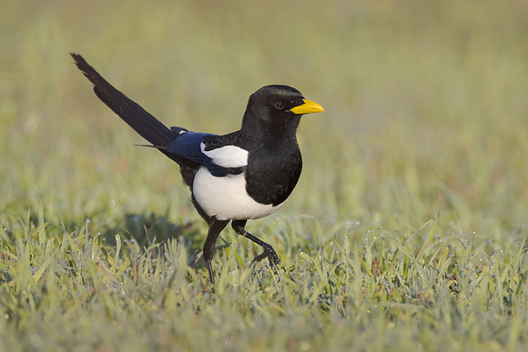 Yellow-billed Magpie