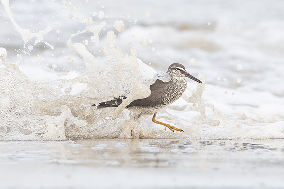 Wandering Tattler