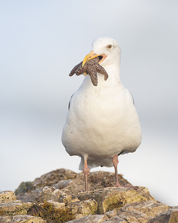 Western Gull, with sea star