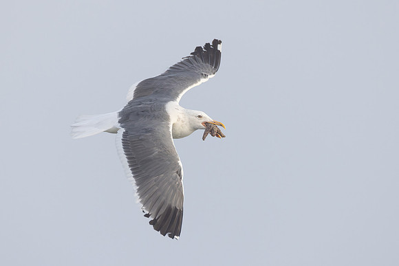 Western Gull, with sea star