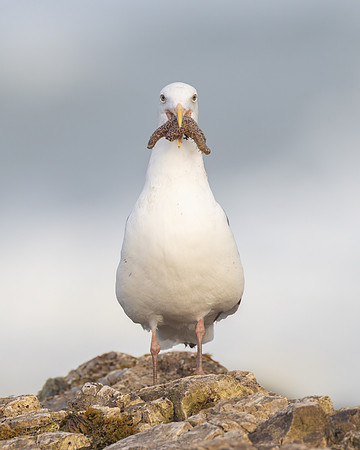 Western Gull, with sea star
