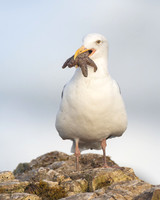 Western Gull, with sea star