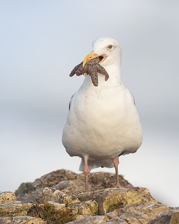 Western Gull, with sea star