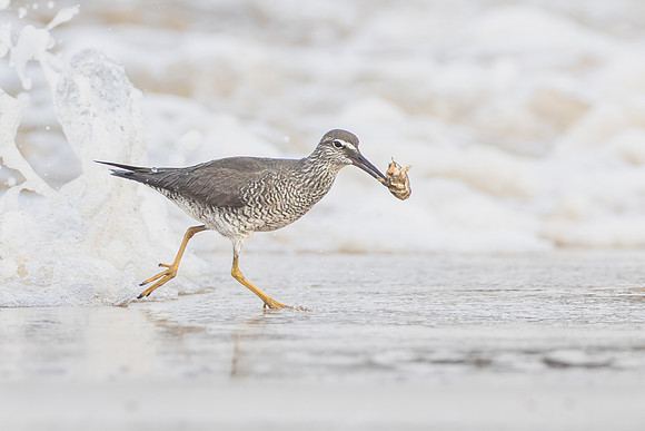Wandering Tattler, with sand crab