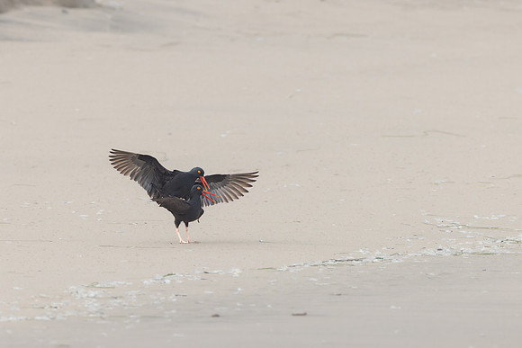 Black Oystercatchers, mating