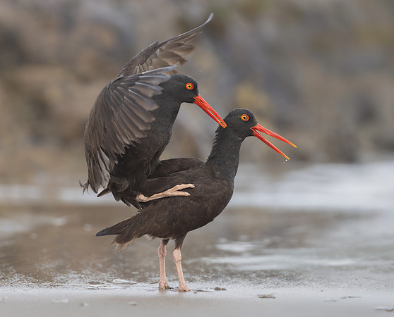 Black Oystercatchers, mating