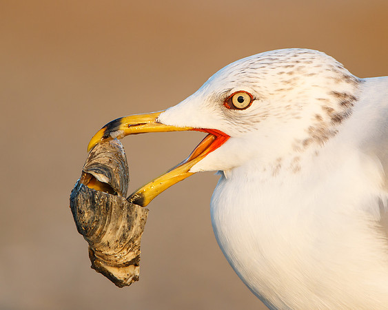Ring-billed Gull with clam