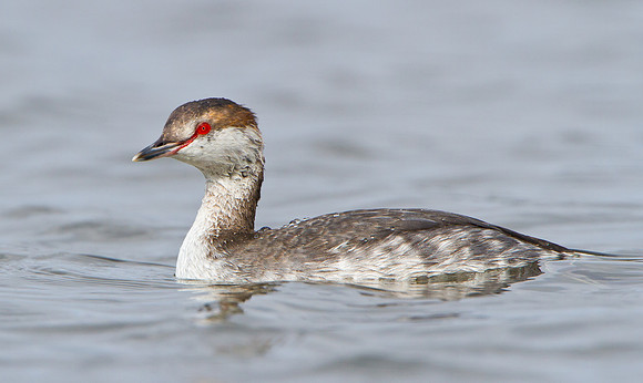 Horned Grebe