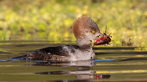 Hooded Merganser, female with crayfish