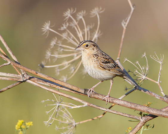 Grasshopper Sparrow