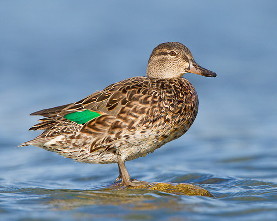 Green-winged Teal, female
