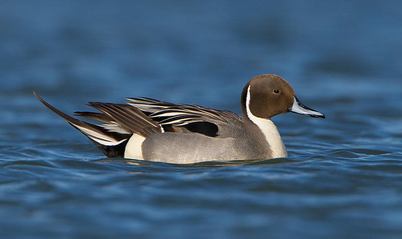 Northern Pintail
