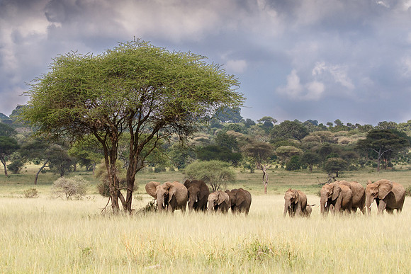 African Elephants