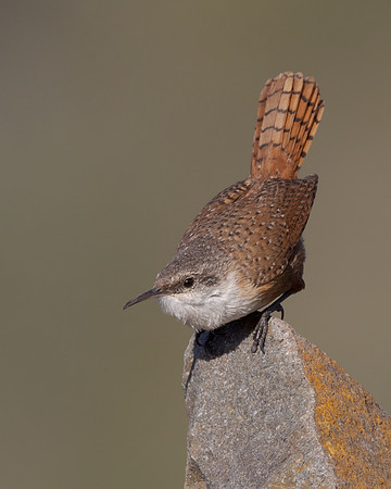 Canyon Wren