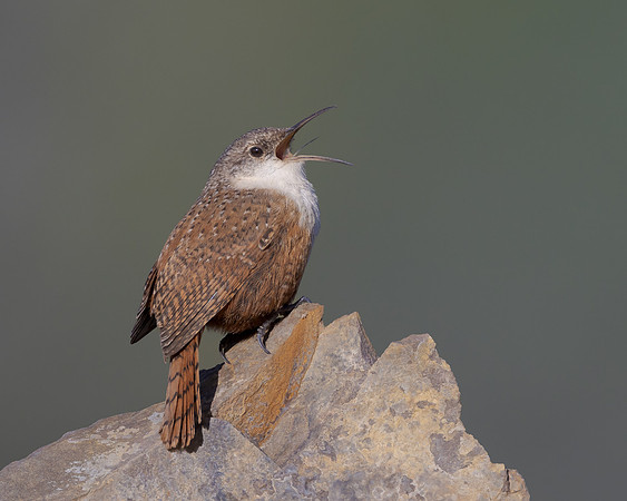 Canyon Wren