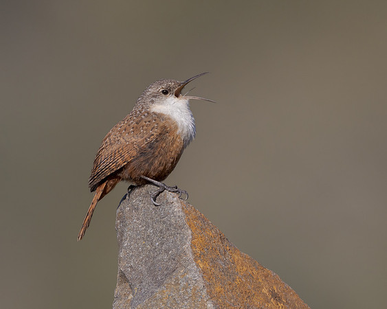 Canyon Wren