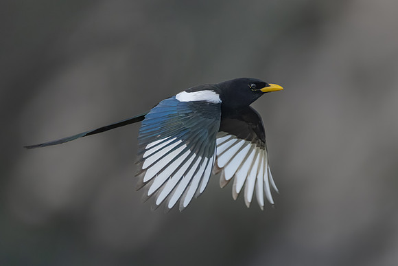 Yellow-billed Magpie