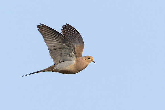 Mourning Dove