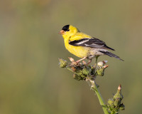 American Goldfinch