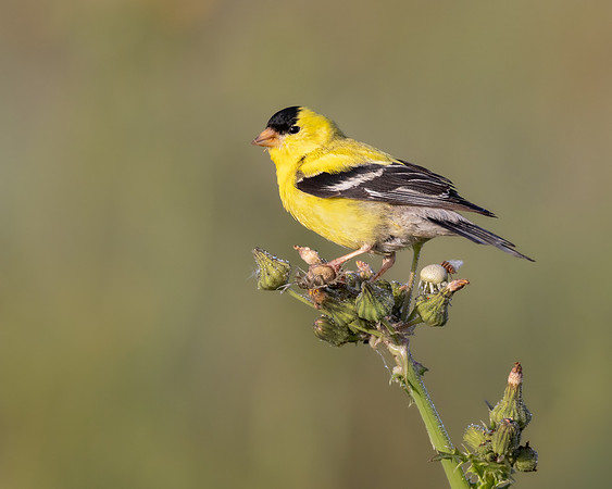 American Goldfinch