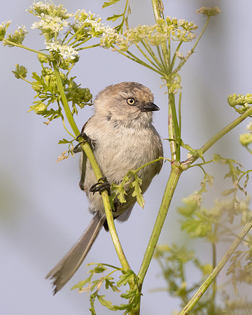 Bushtit