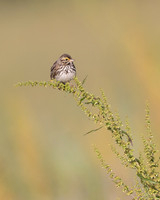 Savannah Sparrow