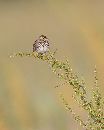 Savannah Sparrow