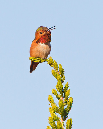 Allen's Hummingbird, calling