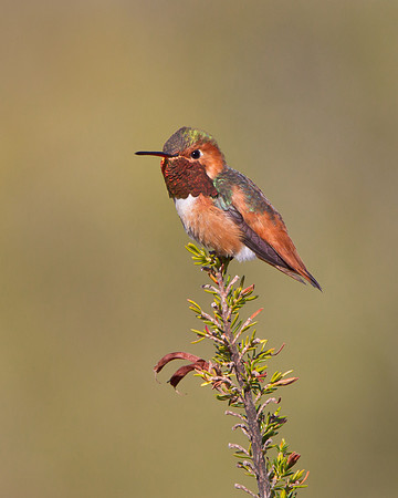Allen's Hummingbird