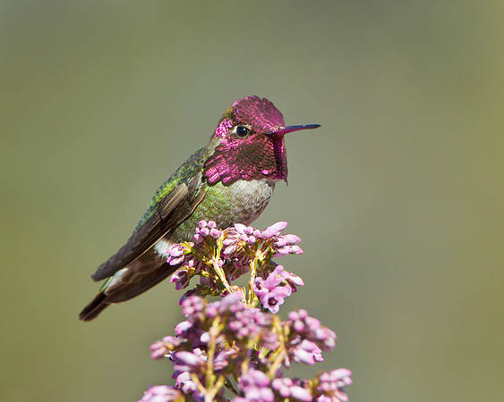 Anna's Hummingbird