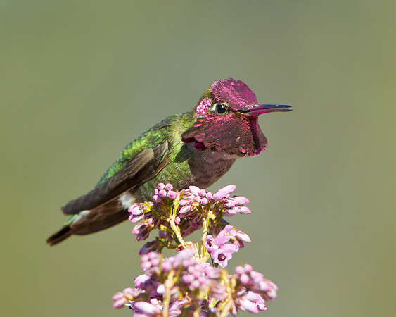 Anna's Hummingbird, calling