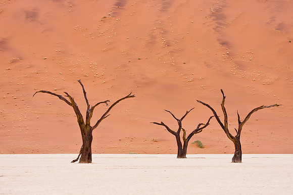 Deadvlei, in Namib Desert