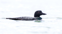 Common Loon