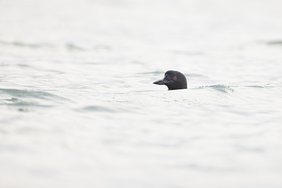 Common Loon