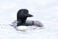 Common Loon