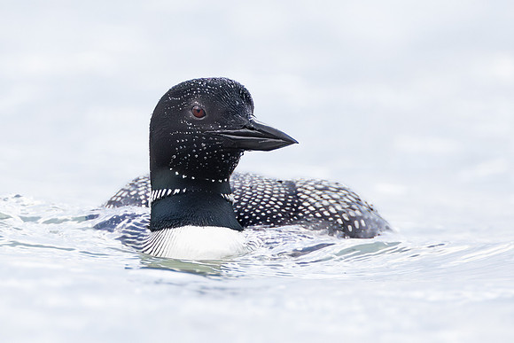 Common Loon