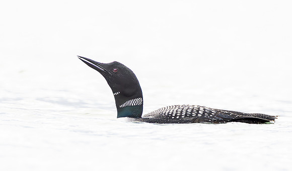 Common Loon